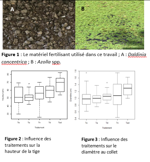 Les biofertilisants  Azolla spp et Daldinia concentrica